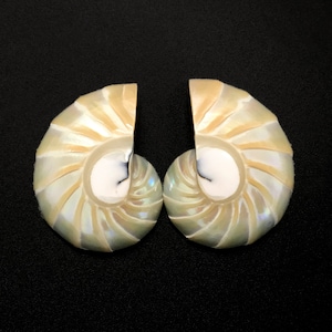 May include: Two nautilus shell halves, showcasing iridescent pearlescent colors and intricate spiral patterns. The shells have a creamy white and pale yellow hue, with a subtle shimmer. The background is solid black.
