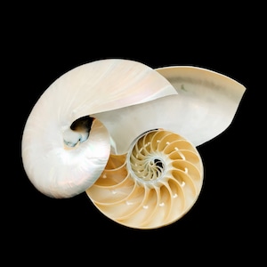 May include: A nautilus shell with a white, pearlescent exterior and a golden interior. The shell is open, revealing the intricate spiral pattern of the interior.