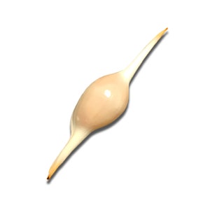 May include: A light beige, elongated seashell with a smooth, glossy surface. The shell has a bulbous center and tapers to pointed ends. The tips have a slight orange hue. The shell is set against a white background.