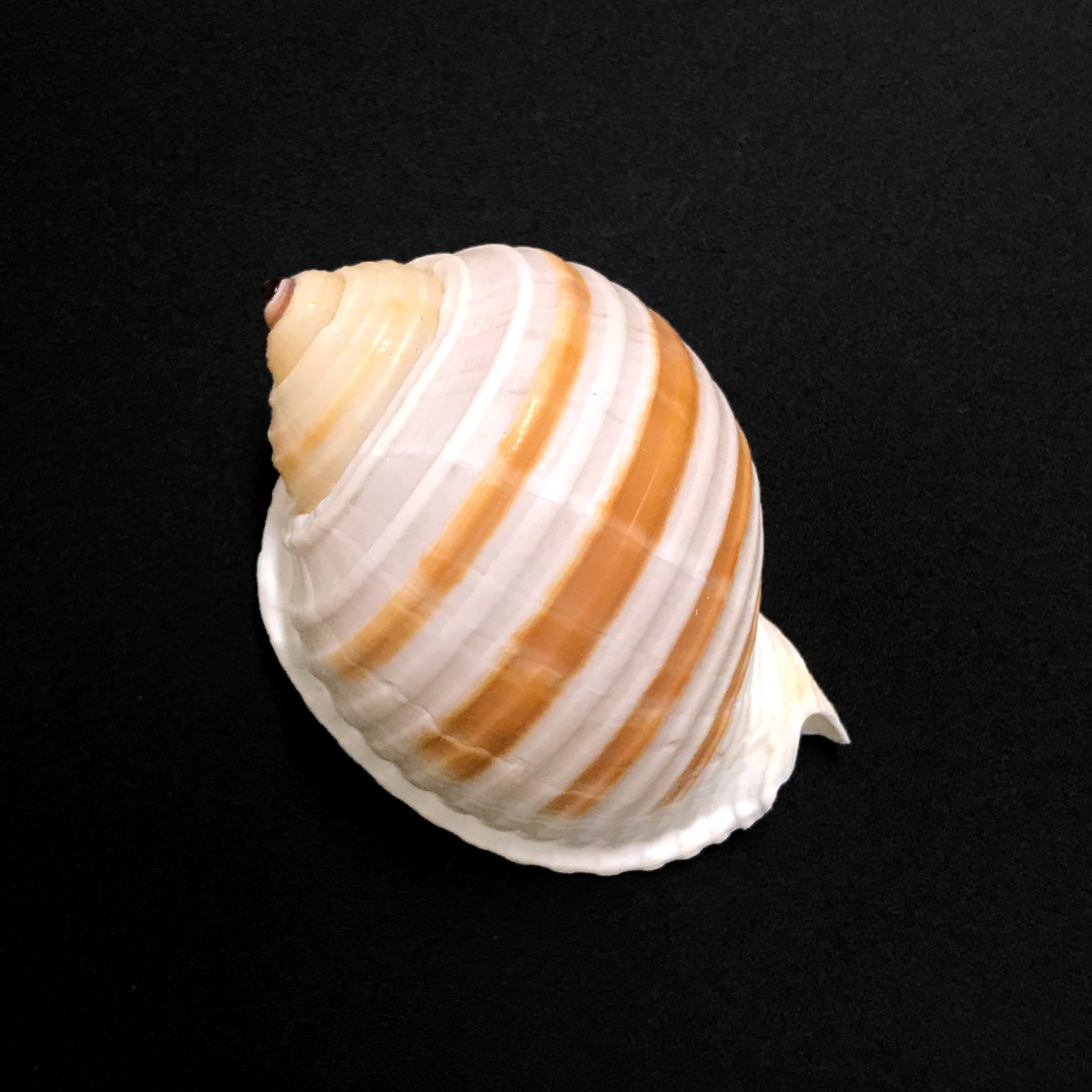 Banded Tun Sea Shell Tonna Sulcosa Natural Display Specimen Marine ...