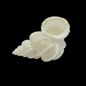 Epitonium Scalare Sea Shell Precious Wentletrap Natural Display Specimen Marine Gastropod Mollusk Shell Rare Collectible Free USA Shipping!