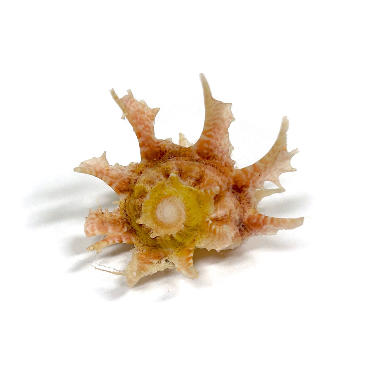 Delphinula Shell Angaria Sphaerula Kiener's Delphinula Sea Shell Natural Display ...