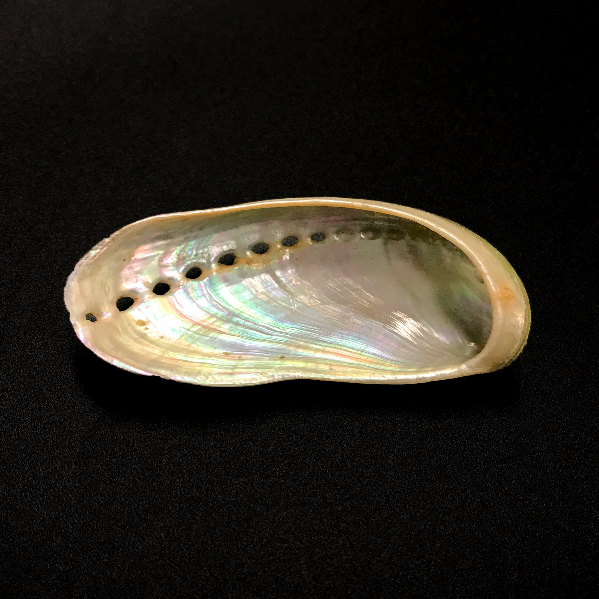 Donkey's Ear Abalone Sea Shell Haliotis Asinina Natural Display ...