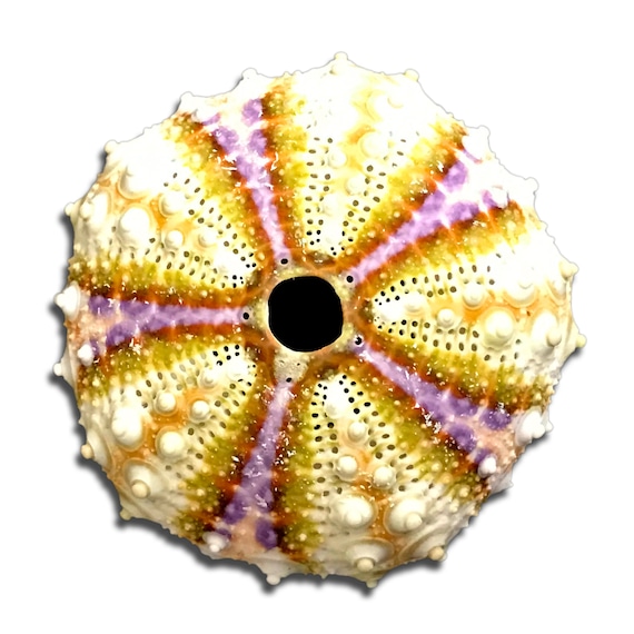 Vibrant Sea Urchin Sea Shell Natural Color Coelopleurus Maillardi