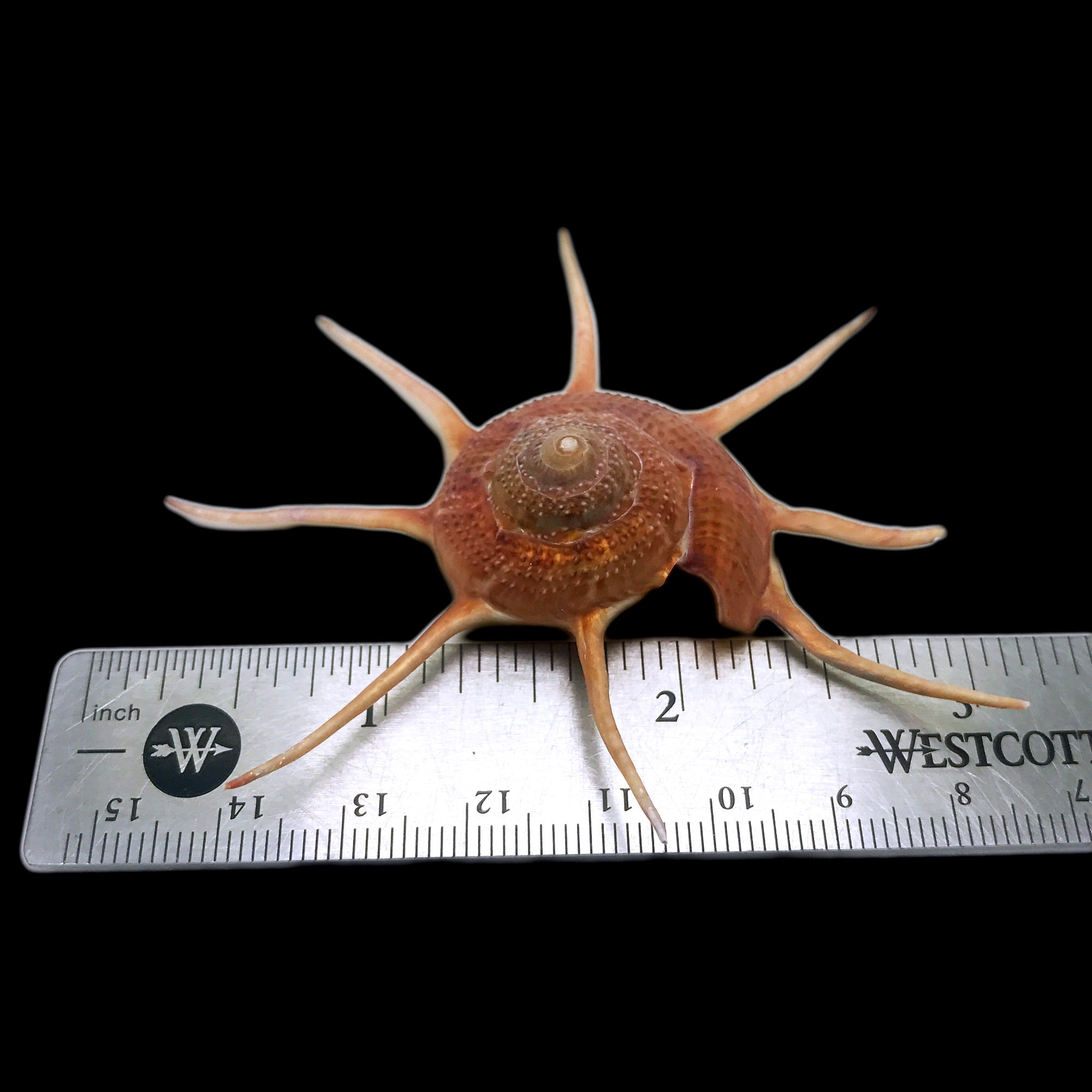Yoka Star Turban Sea Snail Shell Guildfordia Yoka Sea Shell Natural ...