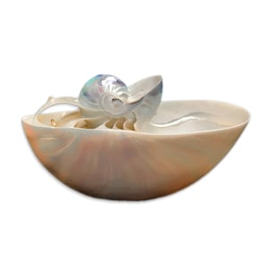 Pearly Nautilus Shell Boat Hand Carved Vintage Pearlized Nautilus Sea Shell Very Rare Delicate Unique Collectible Free USA Shipping!