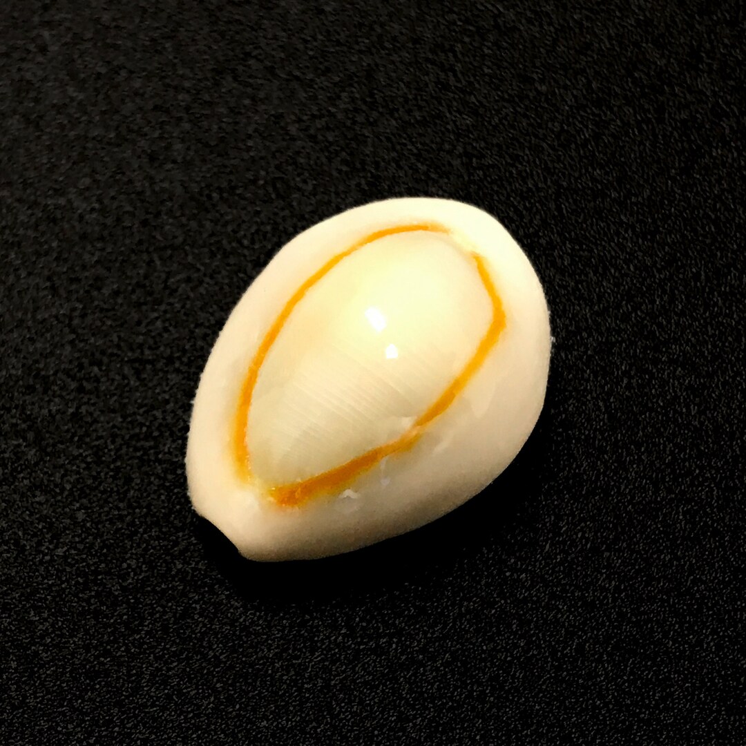 25 Grams of Polished Gold Ring Cowrie Sea Shells Premium Quality ...