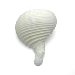 May include: White seashell with a spiral shape and a long, thin neck. The shell has a smooth, textured surface.