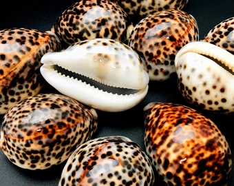 Polished Tiger Cowrie Sea Shell Premium Quality Rare Natural Display Specimen Delicate Unique Collectible Free USA Shipping!