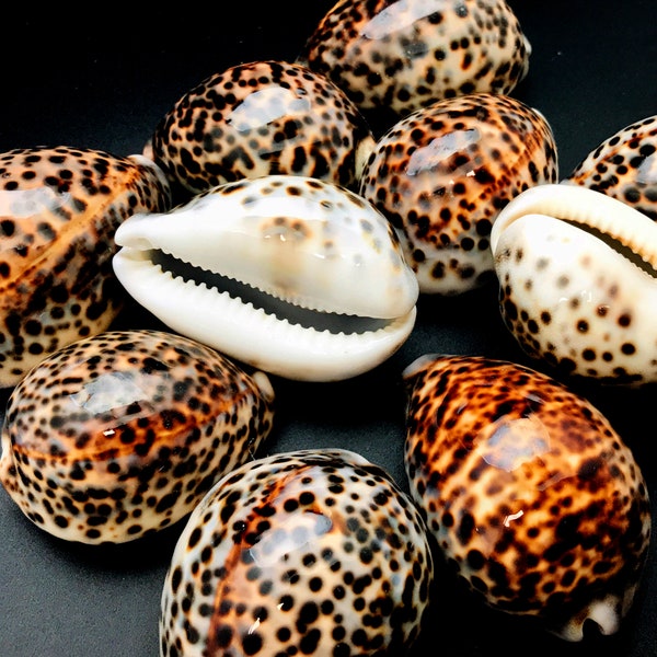 Polished Tiger Cowrie Sea Shell Premium Quality Rare Natural Display Specimen Delicate Unique Collectible Free USA Shipping!