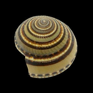 Sundial Perspective Sea Shell Architectonica Perspectiva Natural ...