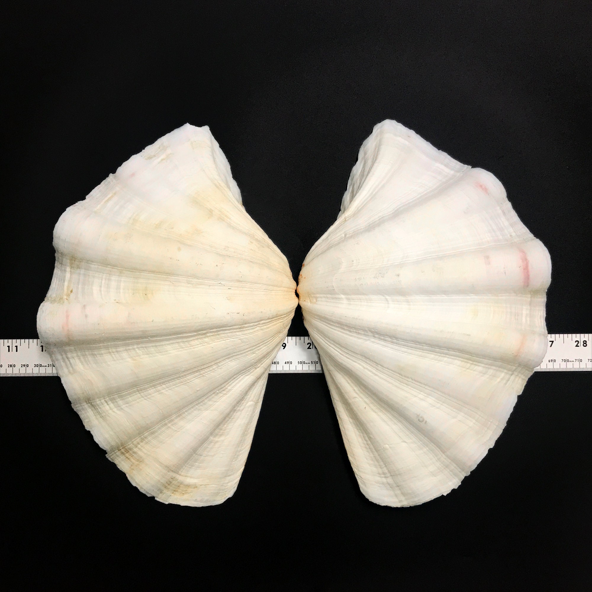 Extra Large Giant Clam Shell MATCHING PAIR Very Very Rare Unique Real  Complete Sea Shell Decorative Display Specimen Free USA Shipping 