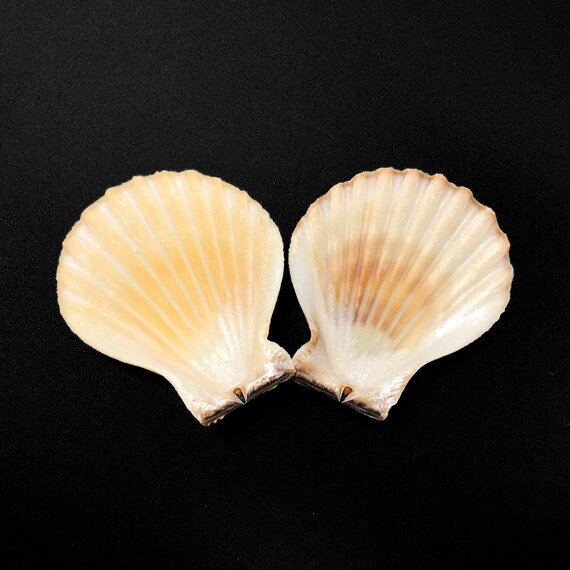 Coquillage Saint-Jacques Naturel (Pectinidae) - Lot De Déco Du Japon - Collection Vintage