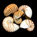 see more listings in the Sea Shells section