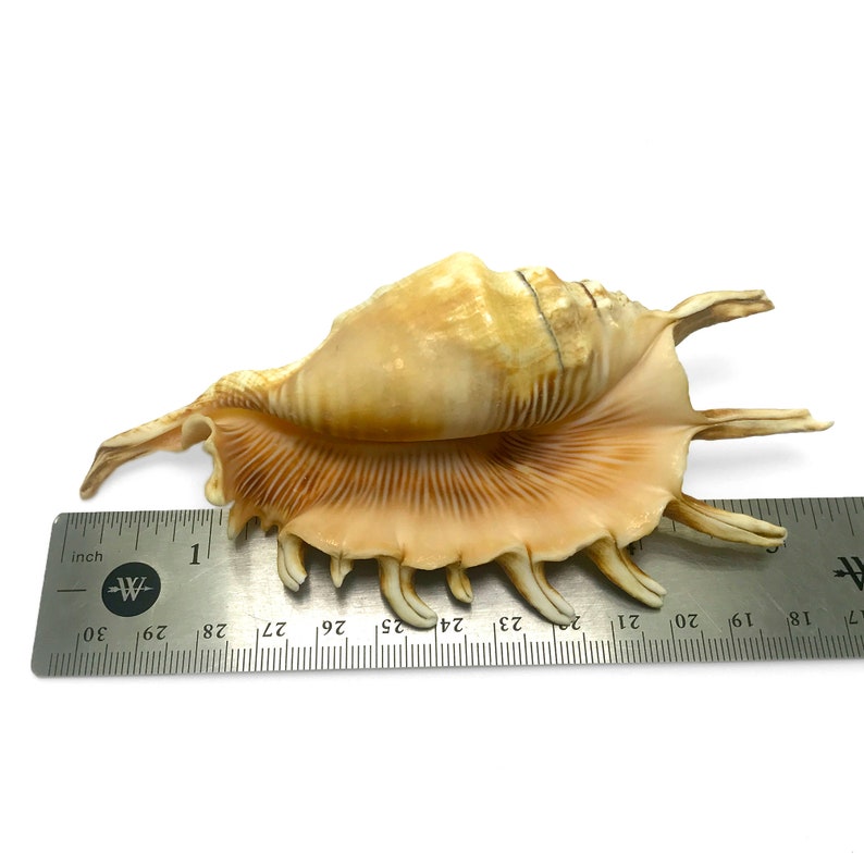 Millipede Spider Conch Sea Shell Lambis Millepeda Natural Display Specimen Marine Gastropod Mollusk Shell Rare Collectible Free USA Shipping image 9