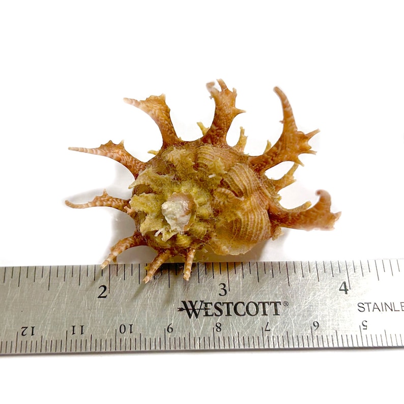 Delphinula Shell Angaria Sphaerula Kiener's Delphinula Sea Shell Natural Display ...