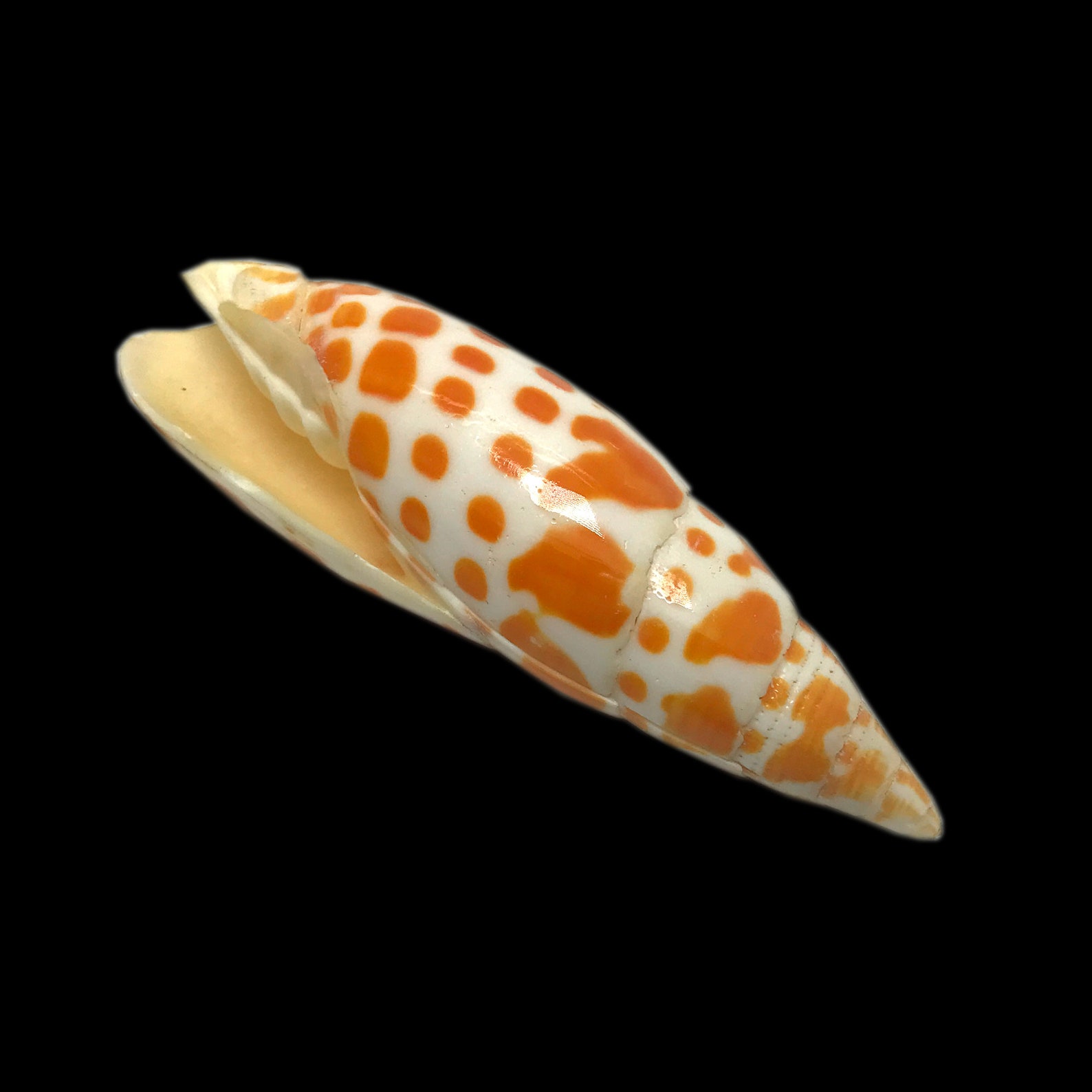 Spit Shell Split Orange & White Mitra Sea Shell Episcopal Miter Natural Display ...