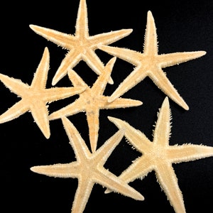 May include: Five beige starfish of varying sizes arranged on a black background. The starfish are all facing different directions and have a rough, textured surface.