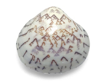 ZigZag Venus Clam Shell MATCHING PAIR Lioconcha Castrensis Unique Rare Complete Clam Shell Decorative Display Specimen Free USA Shipping!