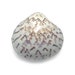 see more listings in the Sea Shells section