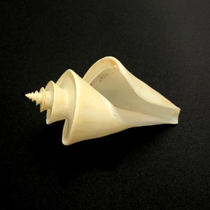 Japanese Wonder Sea Shell Thatcheria Mirabilis Natural Display Specimen ...
