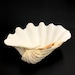 Extra Large Giant Clam Shell Half Very Rare Unique Real Sea Shell ...