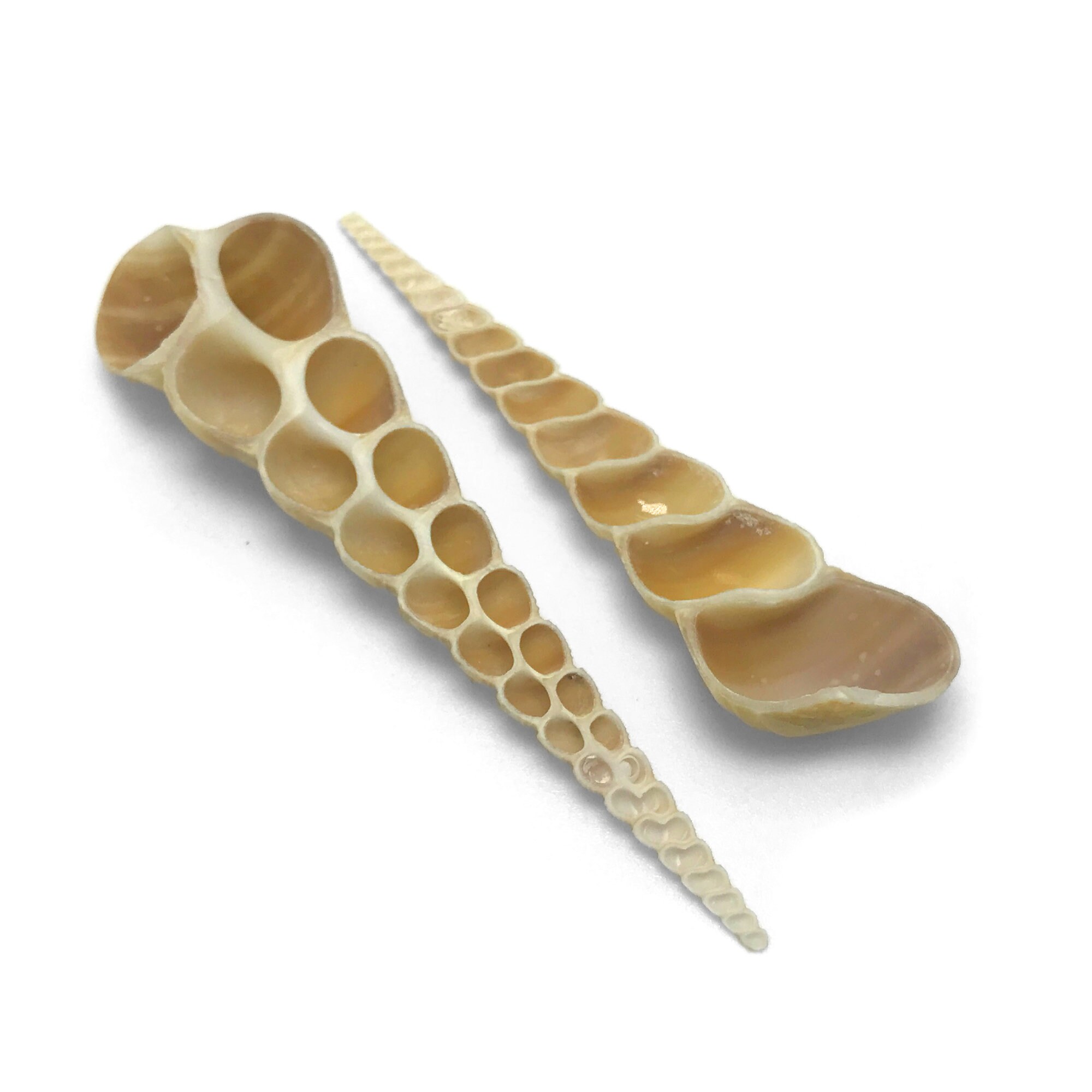 Split Auger Screw Sea Shell Turritella Terebra Tower Shell Natural ...