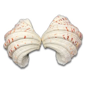 Extra Large Strawberry Clam Shell MATCHING PAIR Hippopus Hippopus Unique Very Rare Complete Clam Shell Display Specimen Free USA Shipping!