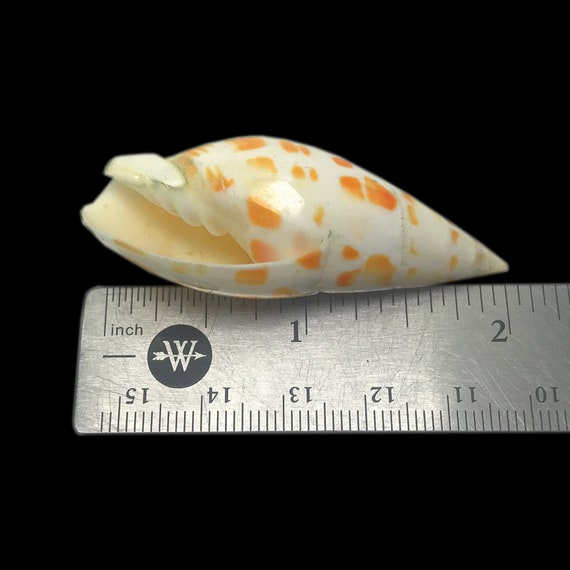 オレンジと白の貝殻、エピスコパル ミター ミトラ ミトラ 展示用標本