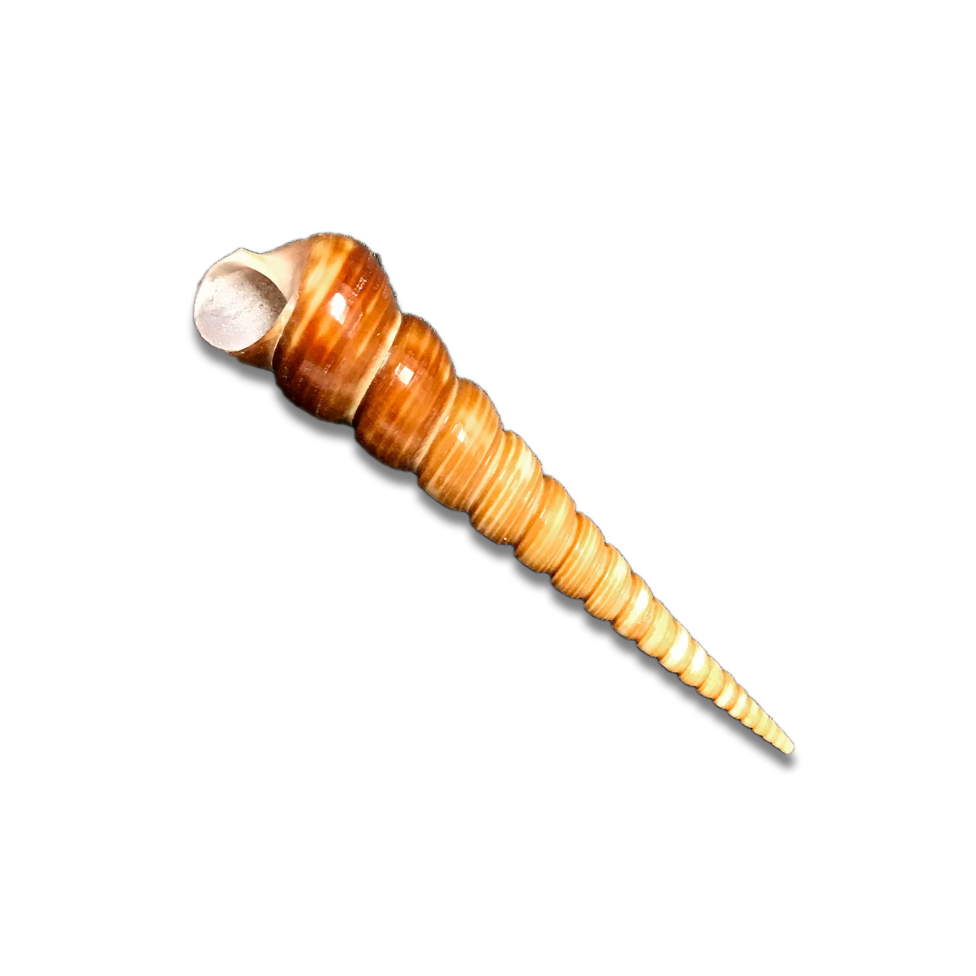Tower Screw Sea Shell Auger Screw Turritella Terebra Natural ...