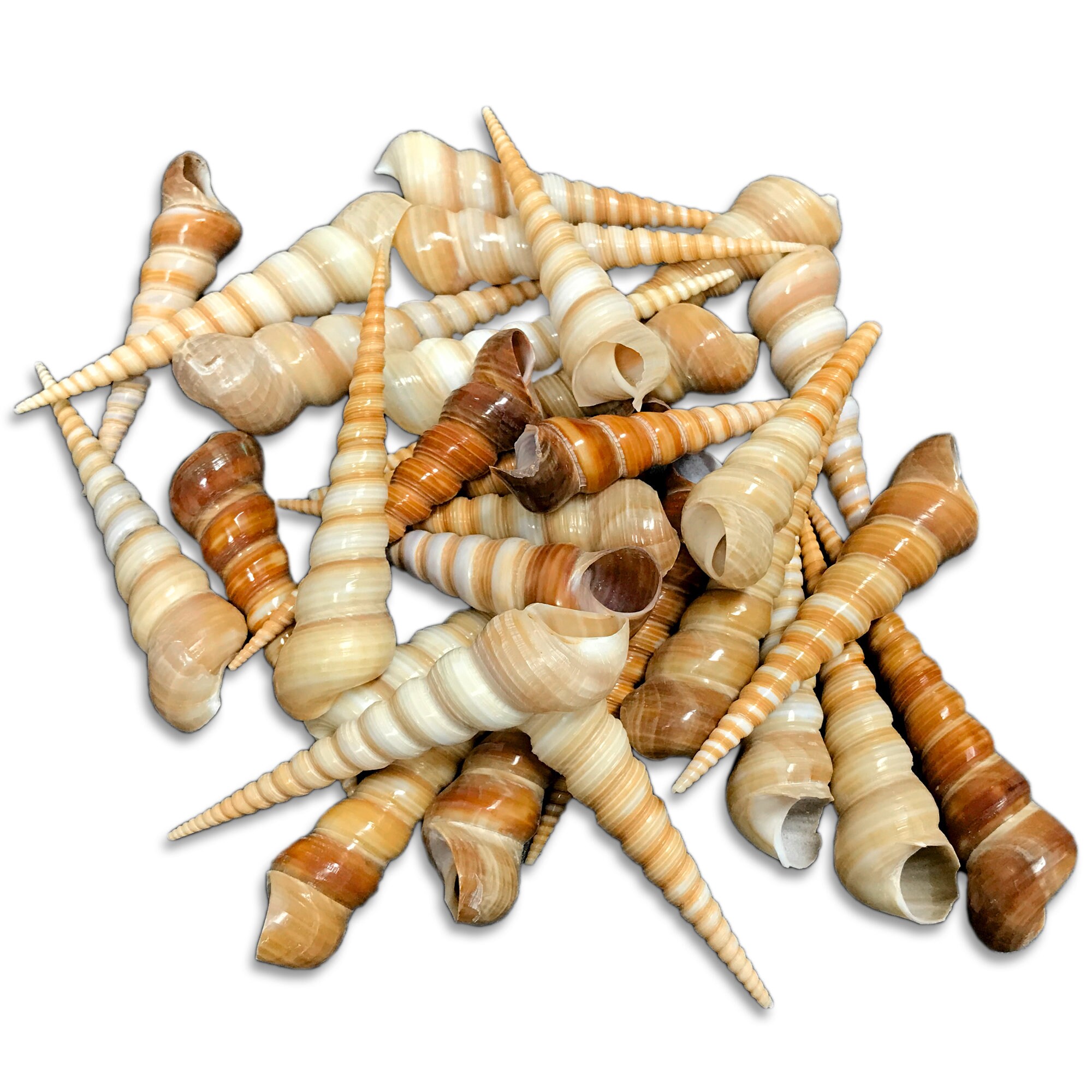 Tower Screw Sea Shell Auger Screw Turritella Terebra Natural ...