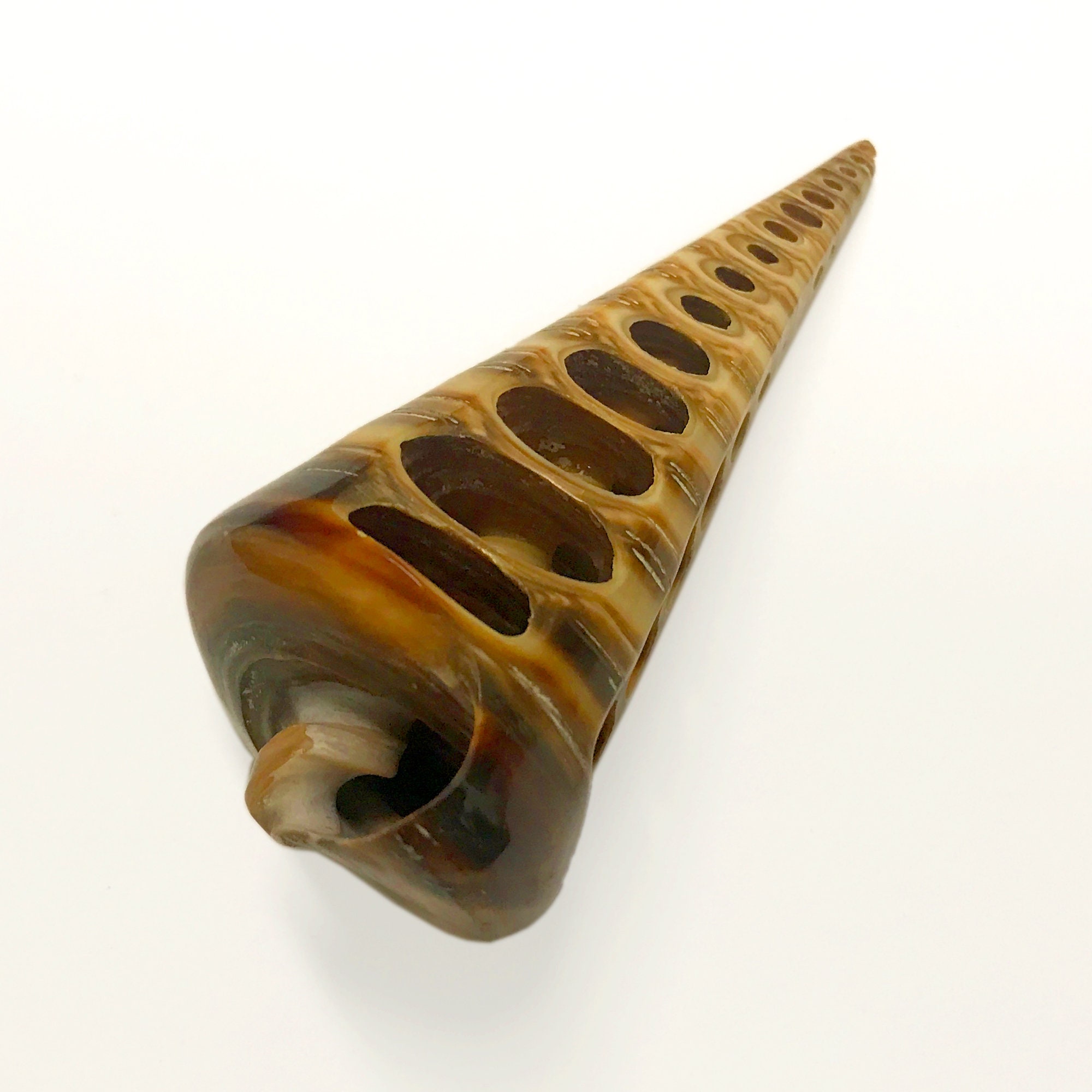 4 Way Cut Telescope Snail Sea Shell Telescopium Telescopium Etsy