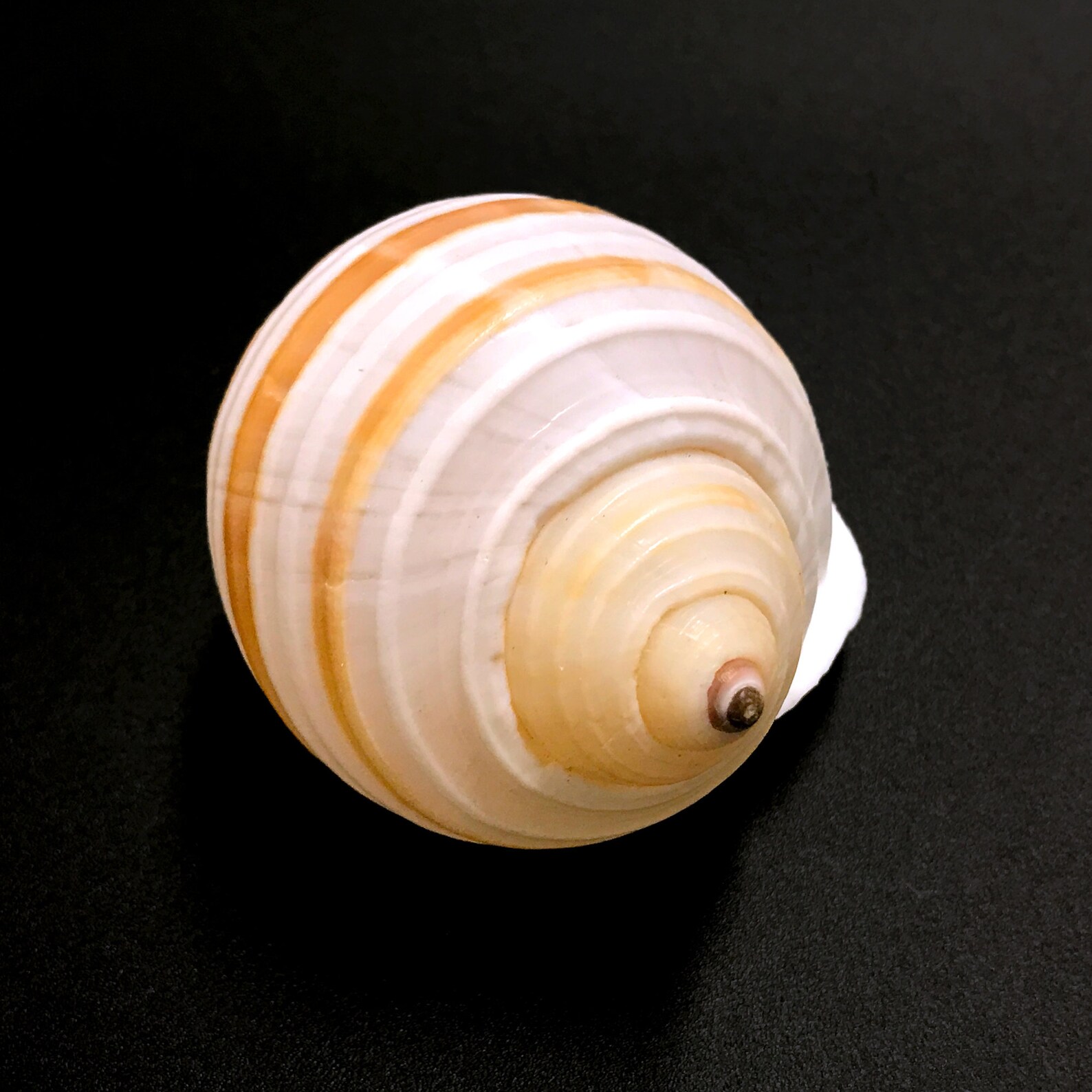 Banded Tun Sea Shell Tonna Sulcosa Natural Display Specimen Marine ...