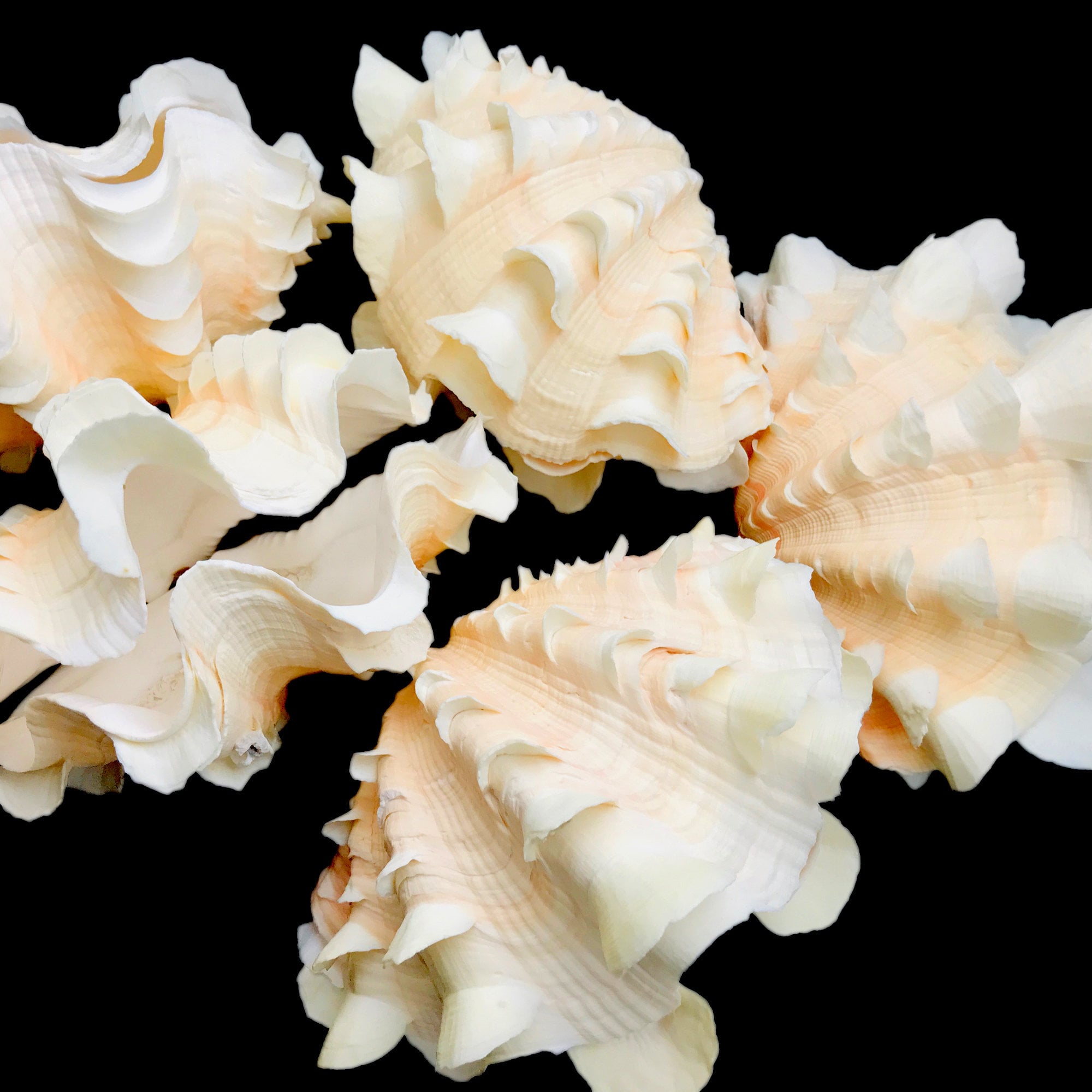 Marine Sea Sell Decor 10-21m Giant Clam Tridacna Big Conch Natural