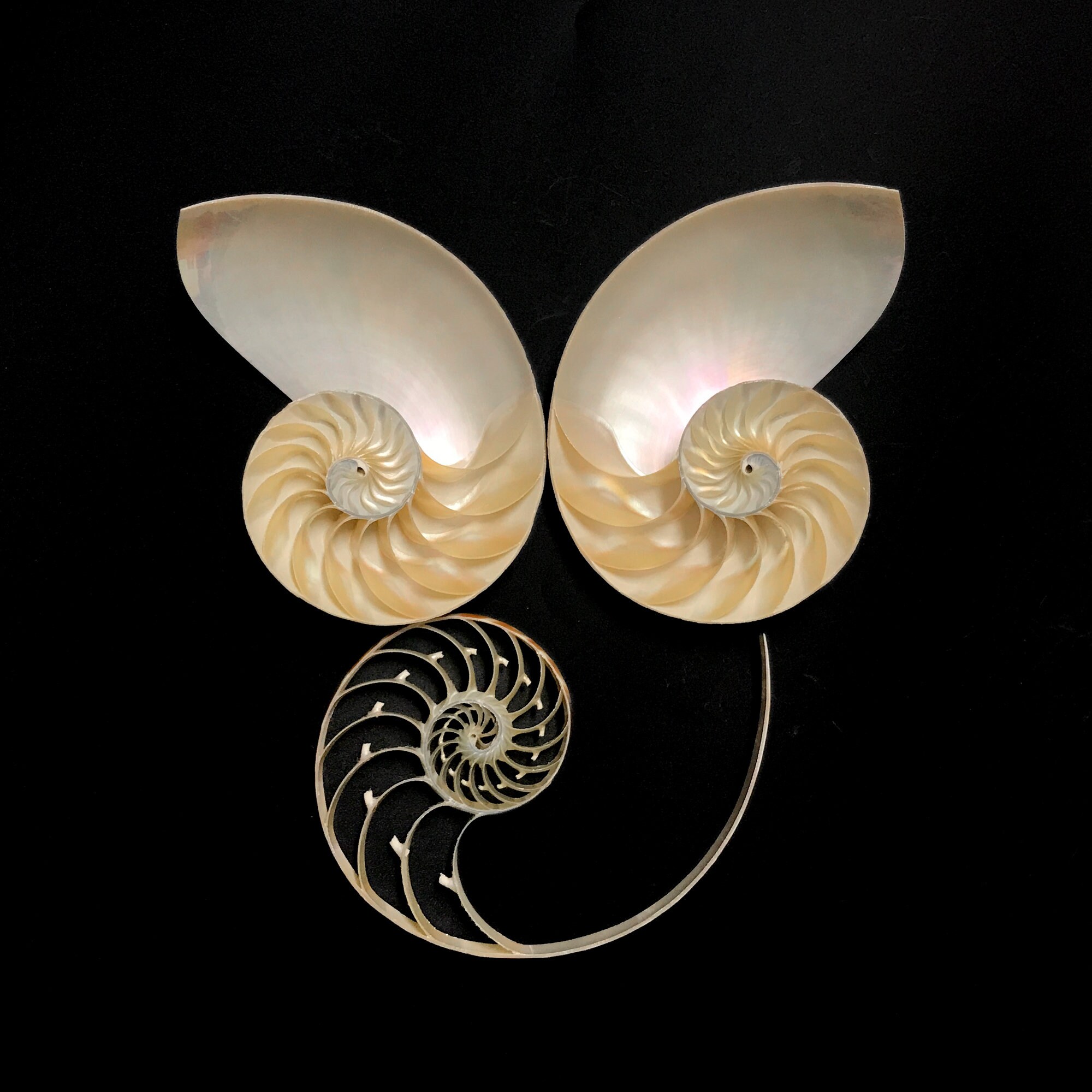 Centre Cut Chambered Nautilus Sea Shell Very Rare Natural Display ...