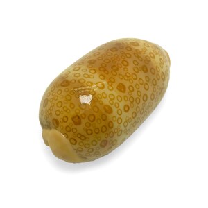 Hundred-Eyed Cowrie Sea Shell Polished Premium Quality 50-60mm Rare Natural Display Specimen Delicate Unique Collectible Free USA Shipping!