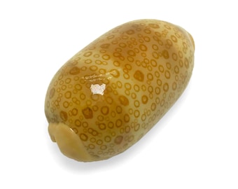 May include: A smooth, light brown seashell with a pattern of small, raised circles. The shell is glossy and has a slightly oval shape.