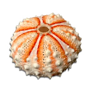 Vibrant Sea Urchin Sea Shell Natural Color Coelopleurus Maillardi Deep Water Sea Urchin Skeleton FREE USA SHIPPING!