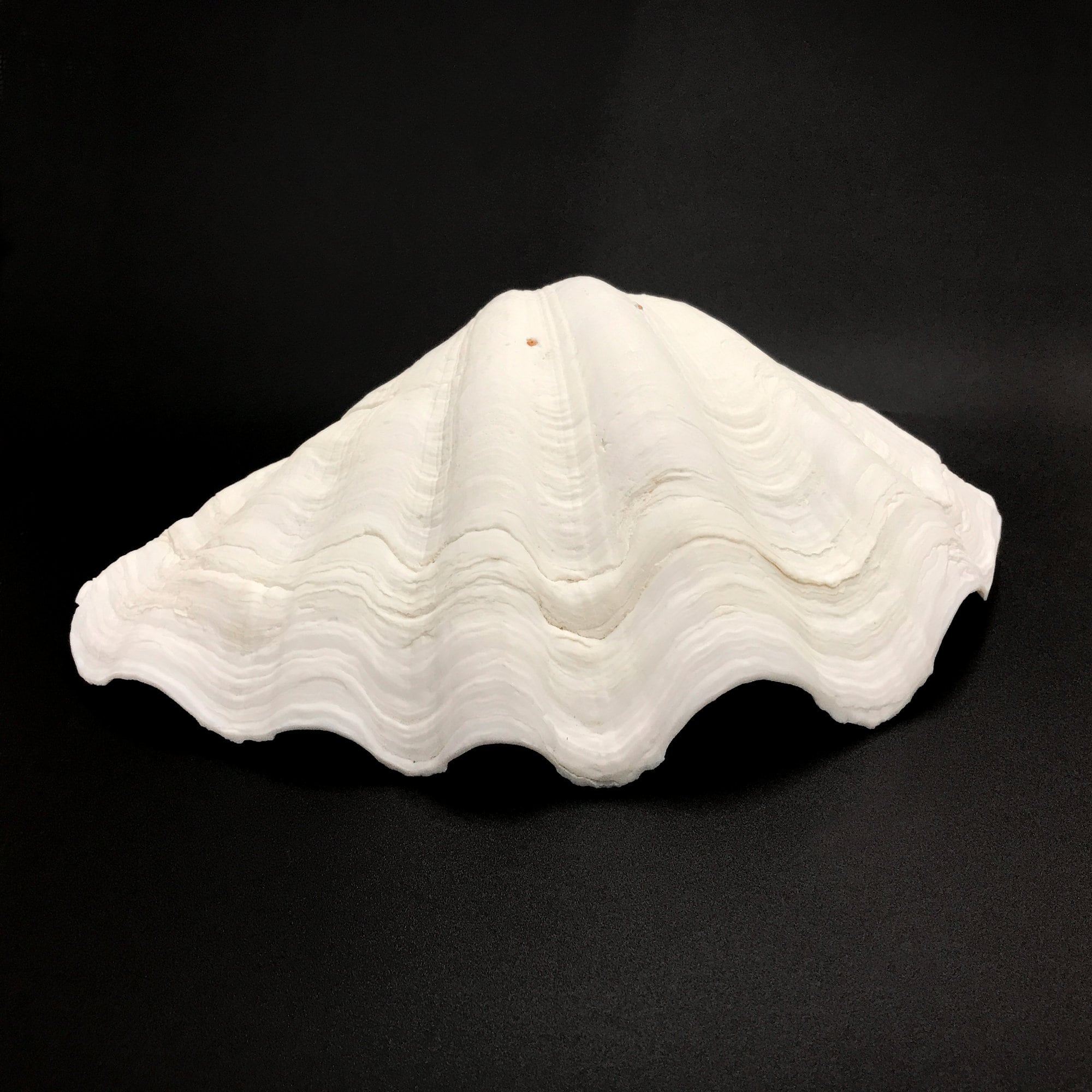 Extra Large Giant Clam Shell Half Very Rare Unique Real Sea Shell ...
