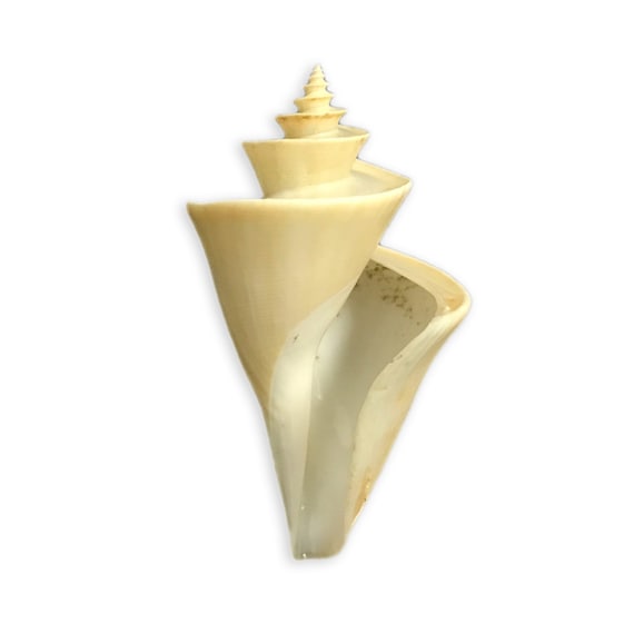 Thatcheria Mirabilis Sea Shell Japanese Wonder Shell Natural