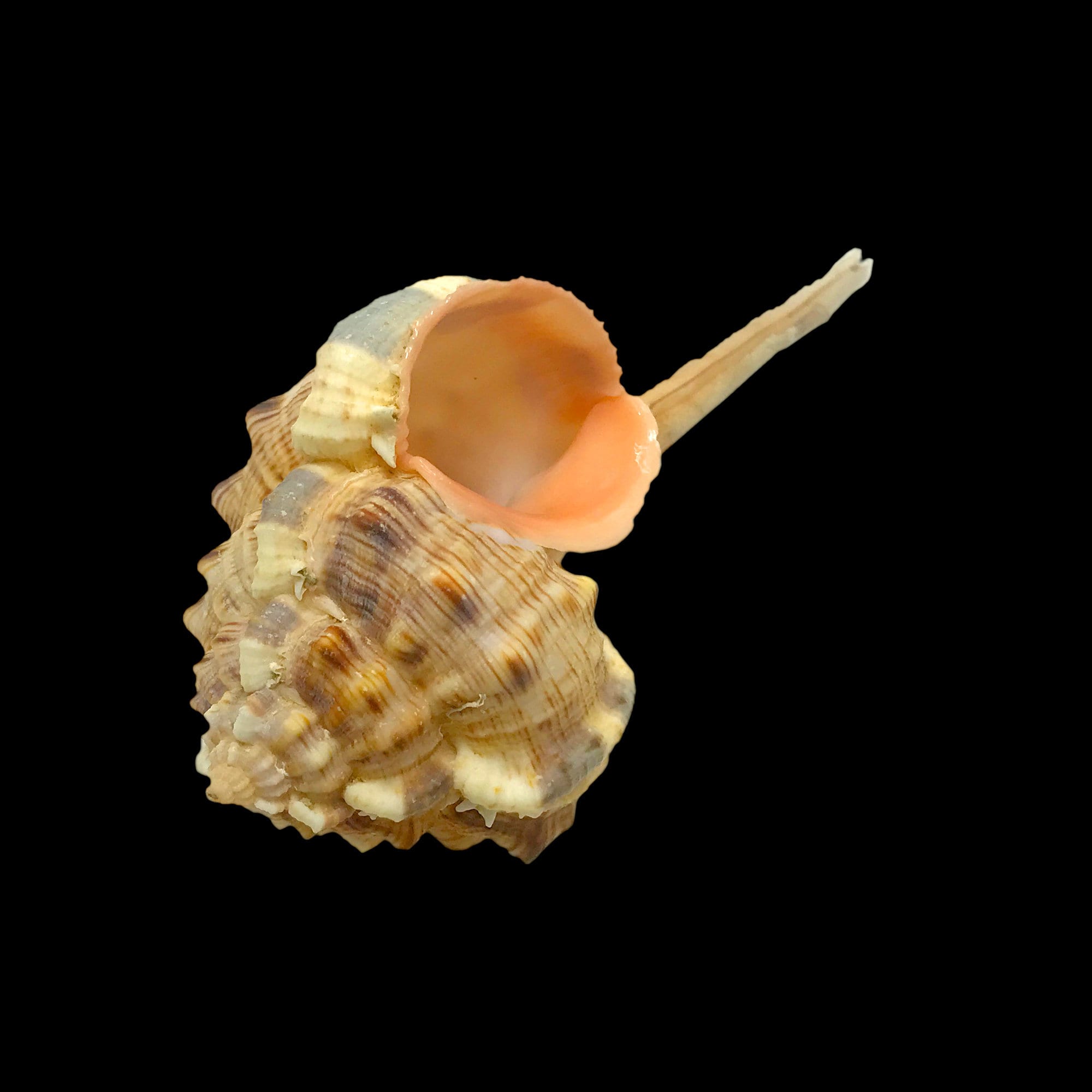 Woodcock Murex Sea Shell Murex Haustellum Natural Display Specimen ...