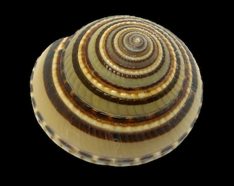 Sundial Perspective Sea Shell Architectonica Perspectiva Natural Display Specimen Marine Gastropod Mollusk Shell Rare Free USA Shipping