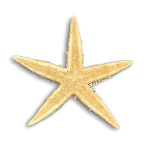 May include: A beige starfish with a rough texture. The starfish is isolated on a white background.