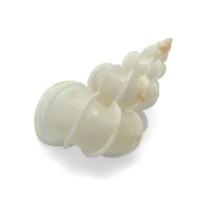 May include: White seashell with a spiral shape. The shell has a smooth, glossy finish and is a natural color.