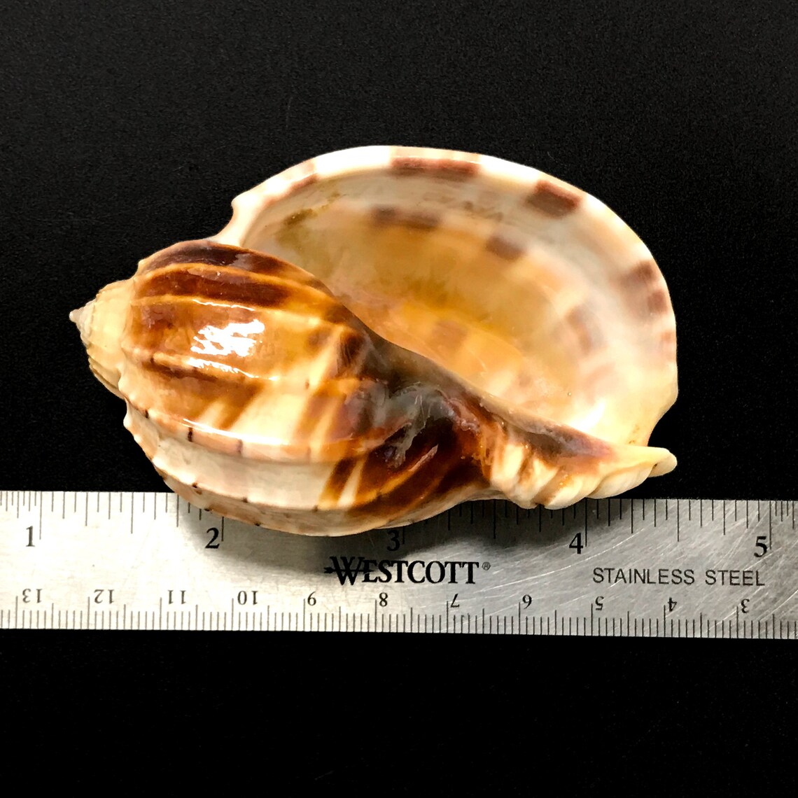 Turtle Shell Harp Large Harp Snail Sea Shell Harpa Major Natural Display Specimen Marine ...