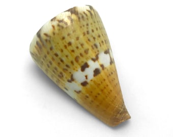 May include: A cone-shaped seashell with a brown and white pattern. The shell has a pointed tip and a smooth, glossy surface.