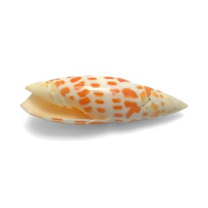 Mitra Mitra Sea Shell Witte en oranje vlek Bisschoppelijke mijterweergave Specimen Marine Weekdier Sea Shell Zeldzaam verzamelobject Gratis verzending in de VS!