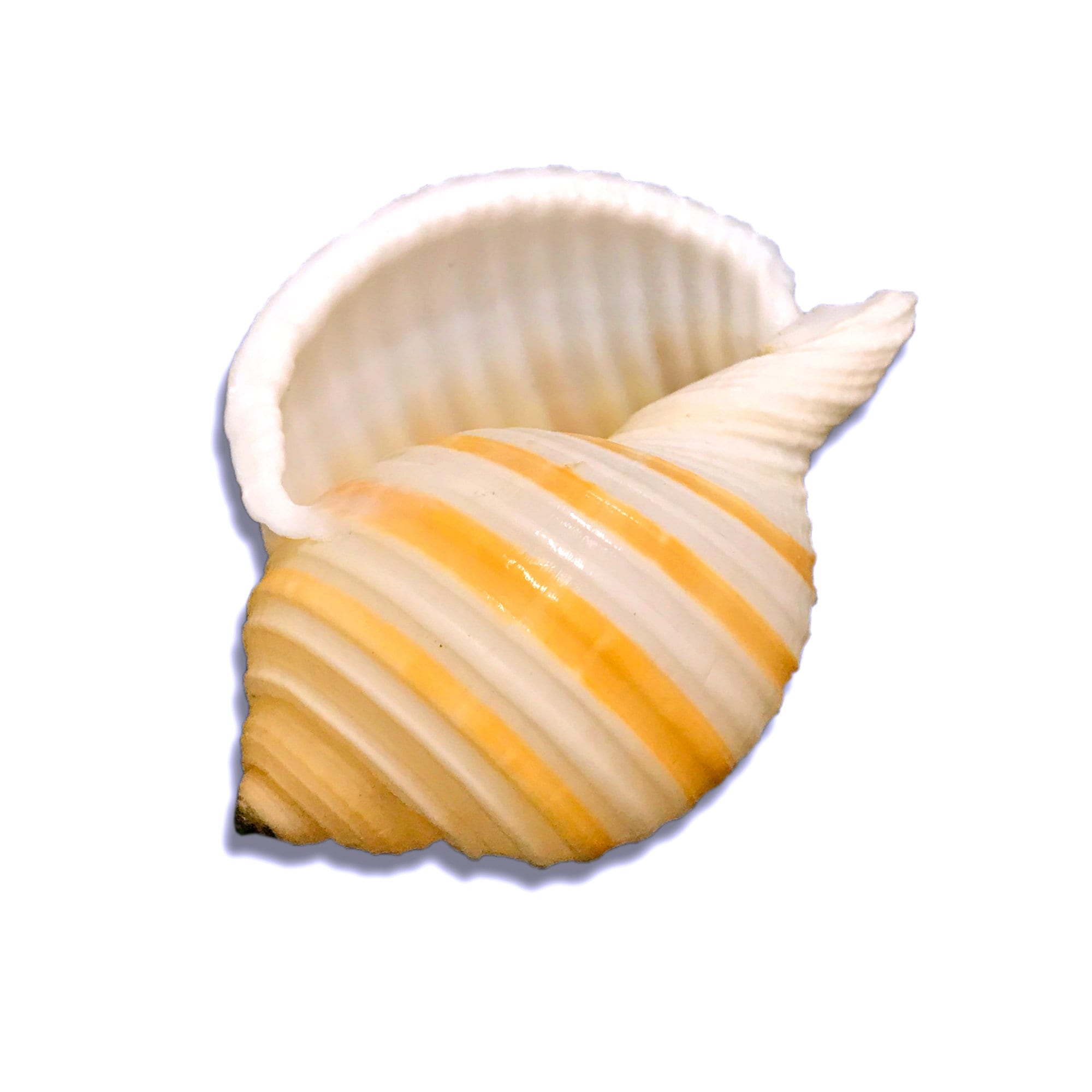 Tonna Sulcosa Banded Tun Sea Shell Natural Display Specimen Marine ...