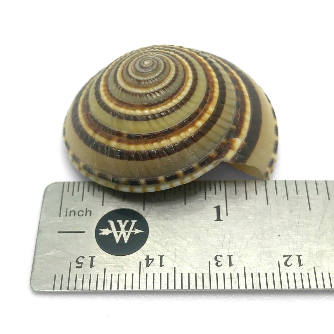 Perspective Sundial Sea Shell Architectonica Perspectiva Natural ...