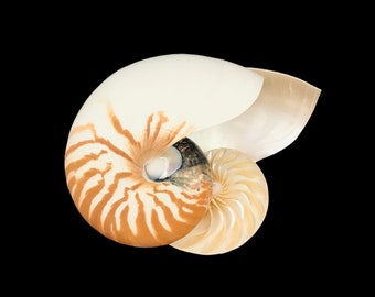 Split Chambered Nautilus Sea Shell Rare Natural Display Specimen Delicate Unique Collectible Free USA Shipping!